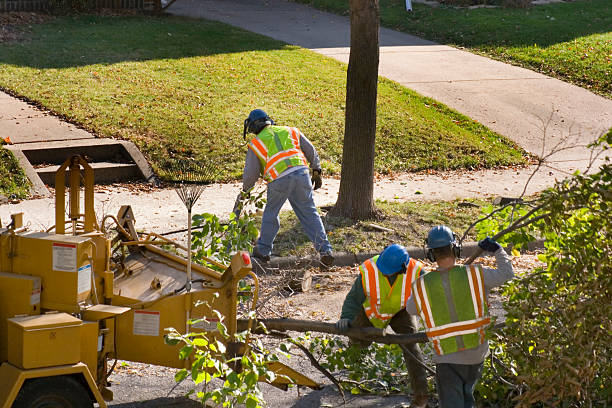 The Steps Involved in Our Tree Care Process in Greencastle, PA